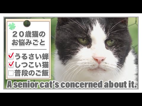 ２０歳猫のお悩み事