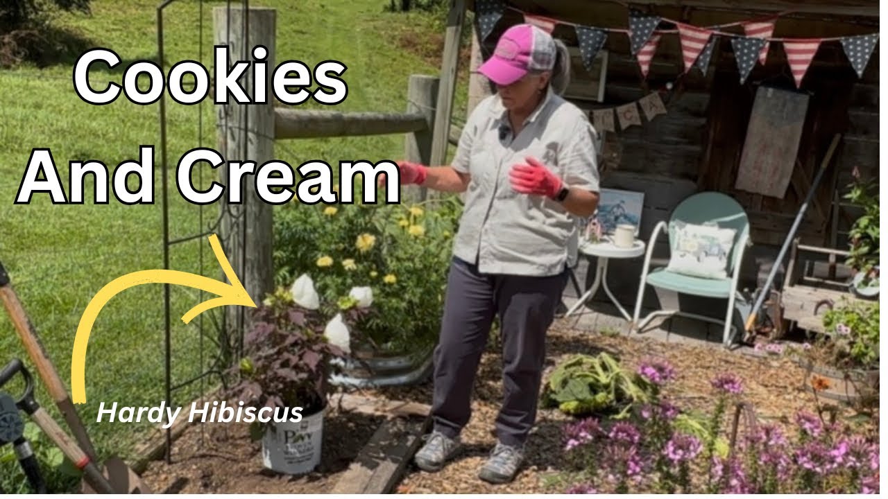 Planting Hardy Hibiscus ‘Cookies and Cream’ | Proven Winners Summerific Perennial Garden Tips
