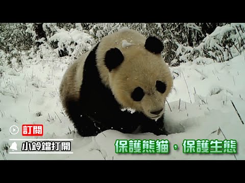 《熊貓主題趴》全國生態日 | iPanda熊貓頻道