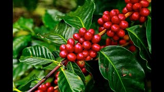Best Coffee Producing Countries You Didn't Know About. Top 10 Coffee Producing Countries Today.