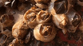 Barnacles Removal That’s Too Satisfying – ASMR Cleaning with No Talking