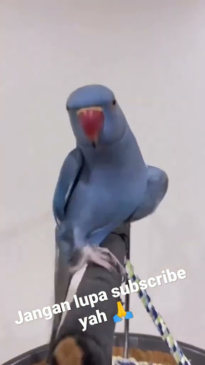BURUNG BILANG I LOVE YOU
