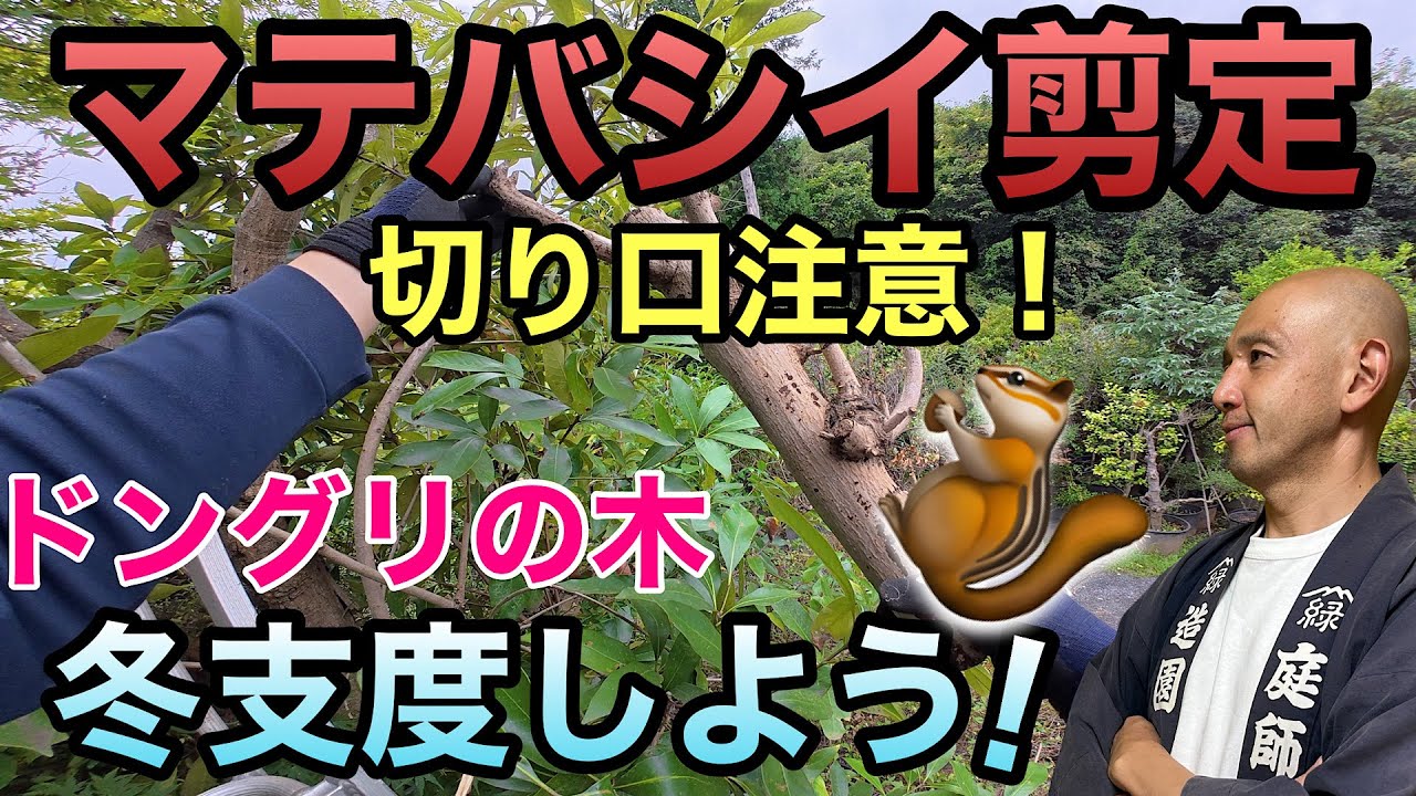 Removing Straight Branches] Explains the correct way to prune a