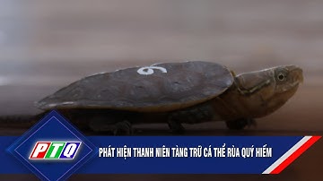 Phát hiện thanh niên tàng trữ cá thể rùa quý hiếm | PTQ