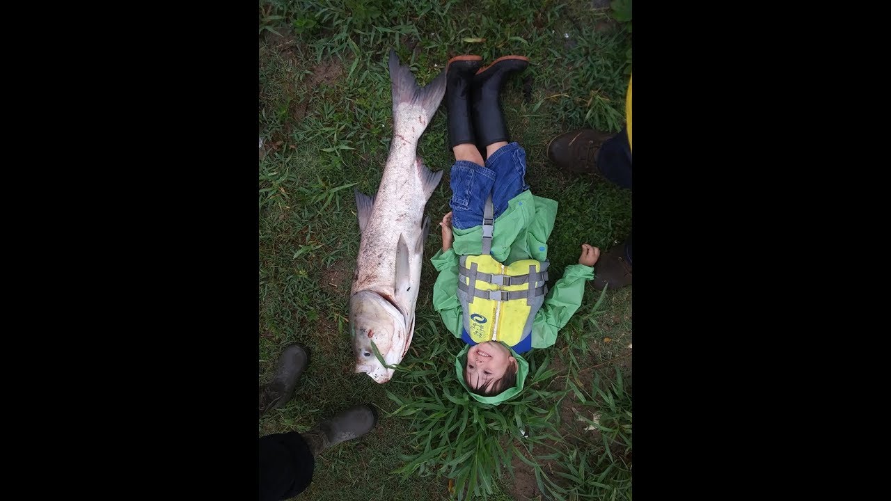 Biggest Asian carp ever!!! Morris boys snagging in the rain. YouTube