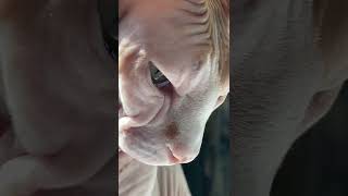 Technically Not Hairless