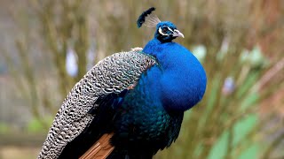 Peacock sound and sweet video (No Copyright) free download
