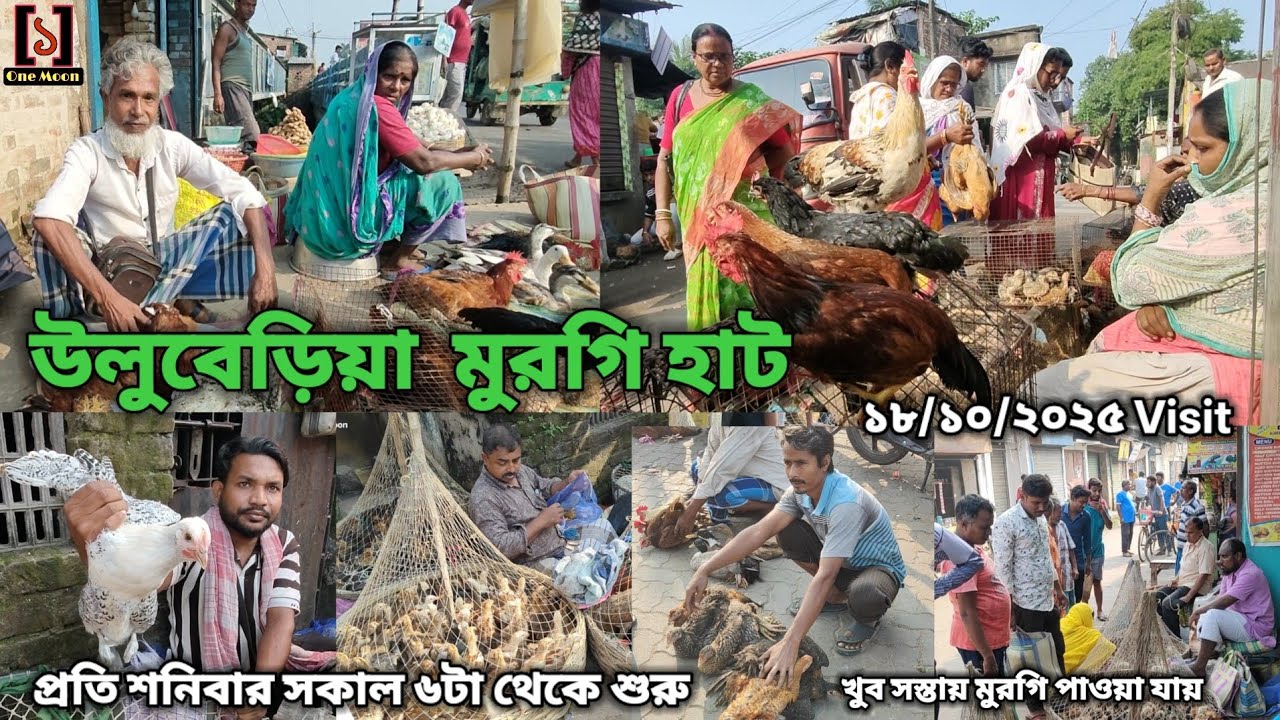 Uluberia Murgi Market | Current Exotic Murgi Price Update at Uluberia 18/10/2025 Visit 