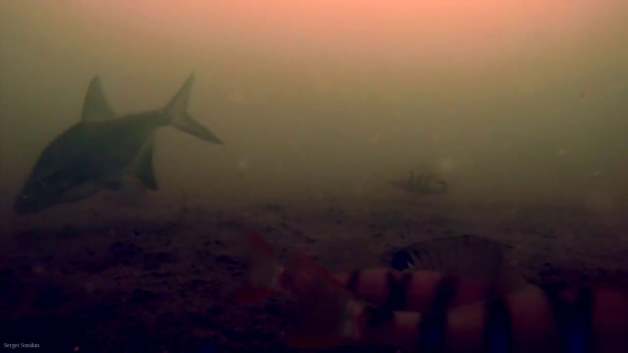 Зимняя рыбалка, Подводные съёмки видео №1