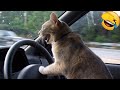 Funniest animals 2022  funniest cats and dogs  part 16  pets hub