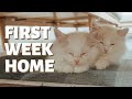 Kittens Settling Into Their New Home | Ragdoll Kittens’ First Week Home