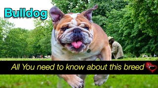 Meet the Bulldog Breed: A Loyal Companion with a Courageous Past