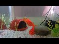 Parrot fish pair