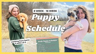 My Daily Puppy Schedule Working From Home & Full Time for Puppies 8-16 Weeks!