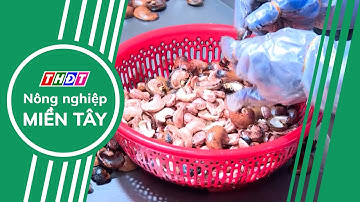 Xuất khẩu điều năm 2025 đặt mục tiêu 4,5 tỷ USD | Nông nghiệp Miền Tây