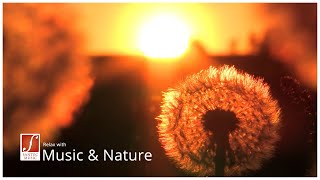 Vignette de la vidéo "Crescent Moon | Evening Symphony | Deep Relaxing Music | Santec Music Orchestra"