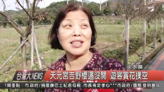 10500303觀天下新聞HD10 天元宮吉野櫻沒開 遊客賞花撲空