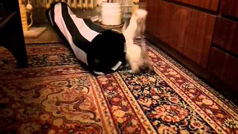 Watch the video about British shorthair colorpoint kittens