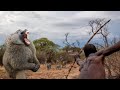 Hadzabe tribe daily life of the hunter gatherers full documentary and successful