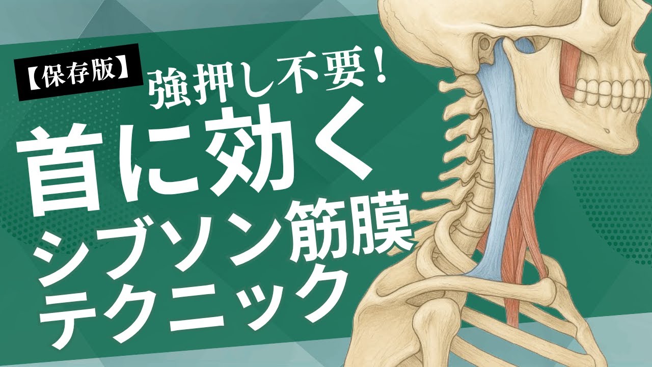 【保存版】シブソン筋膜リリースで首こり・肩こり改善