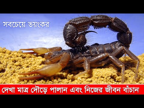 ভিডিও: বিচ্ছু কি ফিরে আসতে পারে?