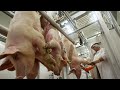 Pig Transport Method Farm Technology Million Dollars Pork Slaughter Deboning Line In Factory 