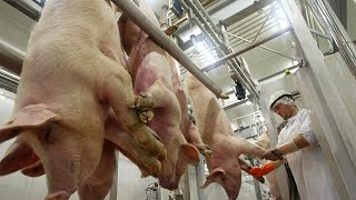 Pig Transport Method & Farm Technology  Million Dollars Pork Slaughter & Deboning Line In Factory