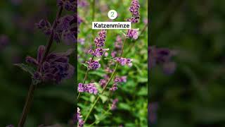 5 Winterharte Stauden Dauerblüher Für Dauerhafte Blütenfreude