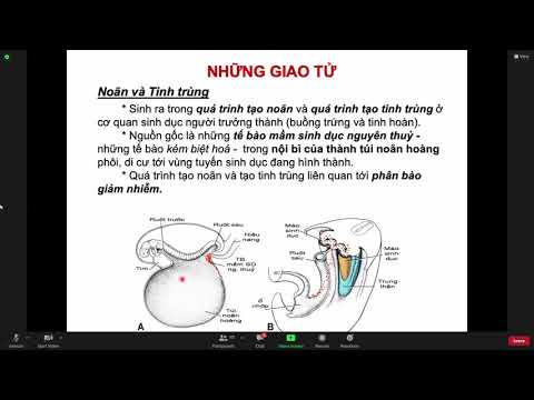 Video: Giai đoạn phát triển phôi thai trước khi sinh là gì?