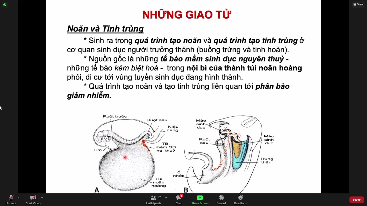 Phôi thai học | phôi thai