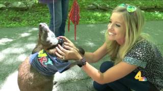 Jack the Wallaby on Today in Nashville