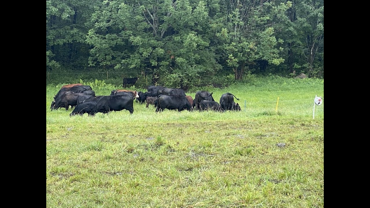 Avoid runny manure in your livestock - Jim Elizondo