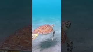 Relaxing music ♪♫ 🐢With Turtle #shorts #music #relax