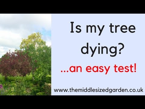 Video: My Tree Is Dead Plötsligt: Lär dig om plötsliga träddödsorsaker