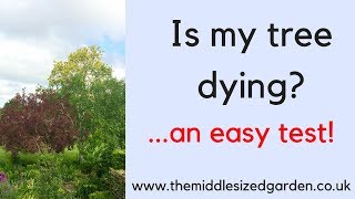 Is my tree dying?