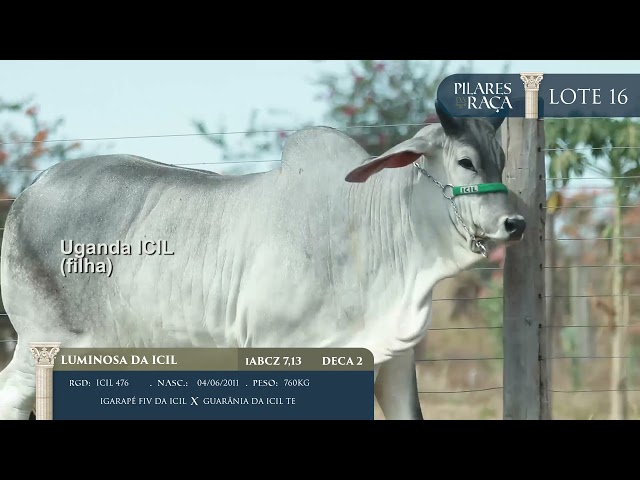 LOTE 16   ICIL 476   Luminosa da ICIL