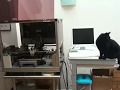 In loving memory – Mosfet the cat 2001 – 2018