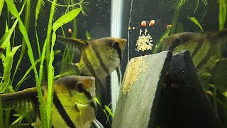 This Is Why I LOVE Keeping Aquariums | Angelfish Spawning