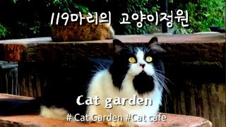 119마리의 야외 고양이정원|고양이들의 천국| cat garden in seoul