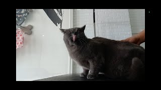 When your cat learn kungfu this is what happen|British Shorthair shower time|#britishcatgotshower by Groomers Archive 107 views 1 year ago 8 minutes, 50 seconds