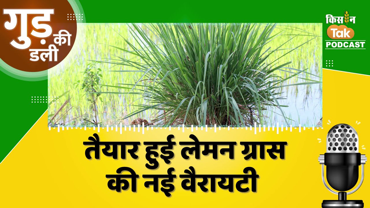 Gud Ki Dali: सीमैप ने बनाई सिट्रोनेला की नई किस्म ‘सीआईएम-हरितिमा’, किसानों को मिलेगा ज्यादा मुनाफा