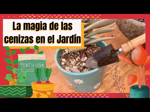 Beneficios de dejar cenizas en la barbacoa: ¿es bueno para tu carne? - Video
