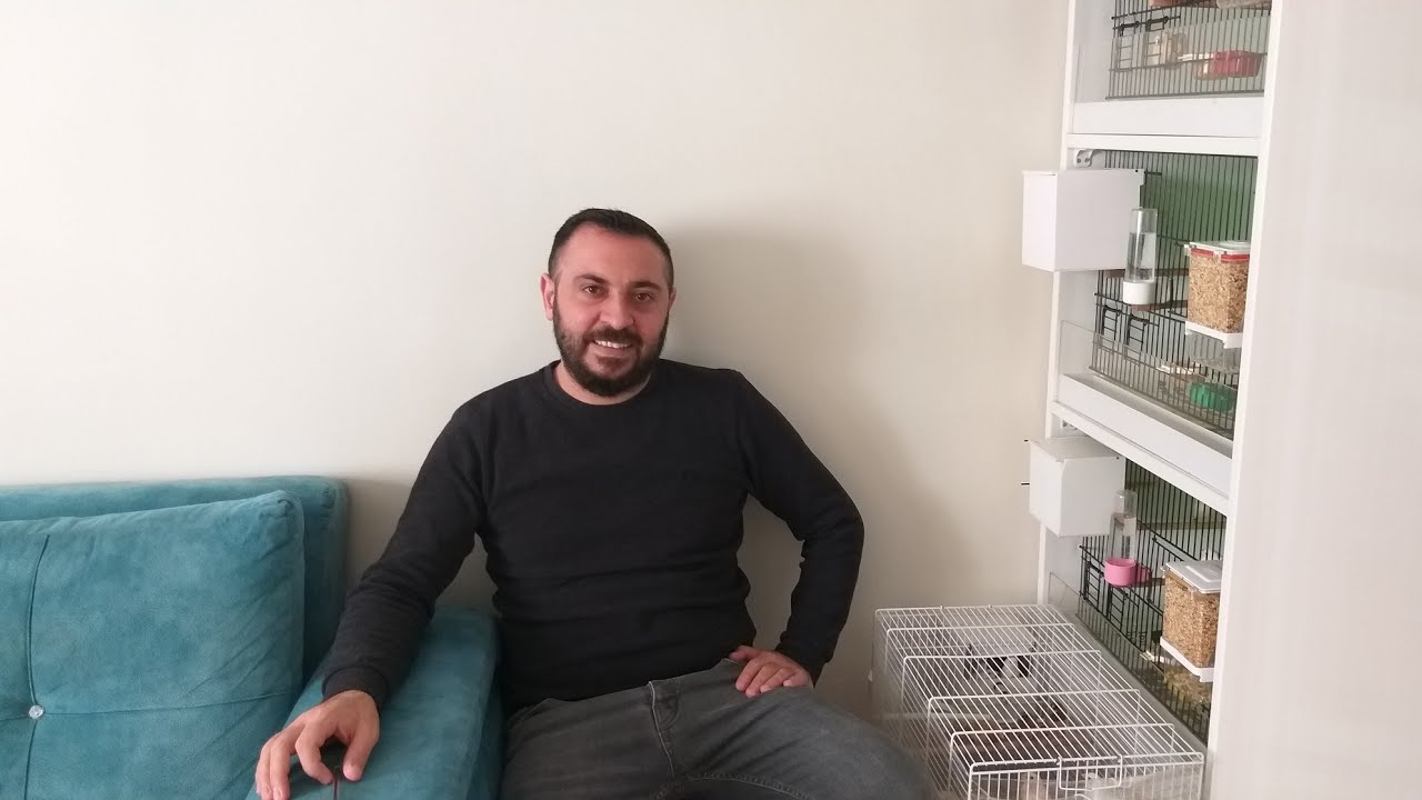 Bengal ispinoz'unda yumurta ve yavru varken yer değiştirmek doğrumu