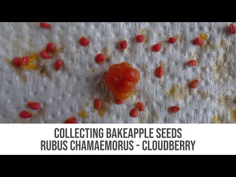 How To Collect Cloudberry Bakeapple Seeds