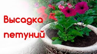 видео Как сделать кашпо для петунии + посадка и уход за петунией в горшках