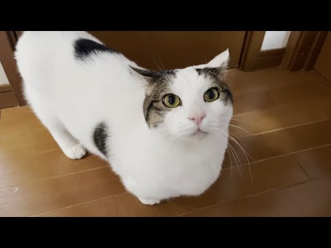 お母さんが呼ぶと階段を駆け上がって来る猫