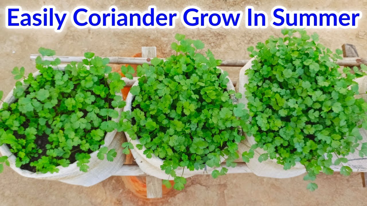 Easily Grow Coriander in Summer / How to Grow Coriander / Cilantro