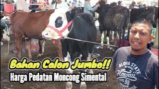 Bibitan Calon Jumbo‼️Harga Awal Bulan Bakalan Moncong Simental