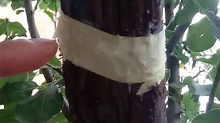 أفضل طريقة لمعالجة مشكلة صعود النمل على الشجر