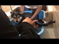【豆柴】お風呂が苦手な柴犬の反応が申し訳ないけど可愛い【ほのぼの:日常生活】The reaction of Shiba Inu who is not good at bathing is cute